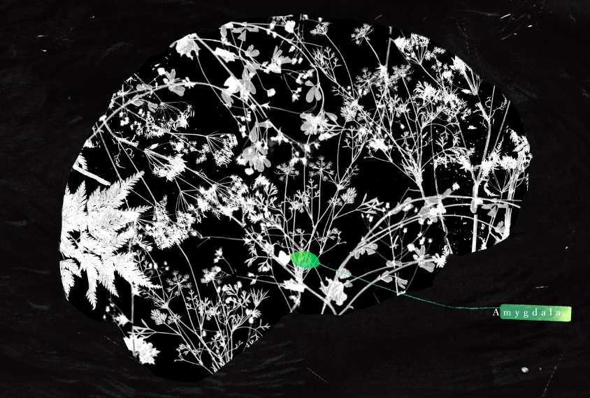 An illustration of the brain shows the amydala highlighted in green among botanical forms that look like neurons.