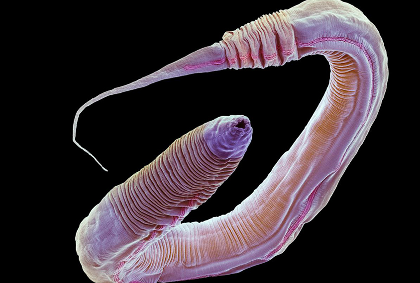 Image of c. elegans.