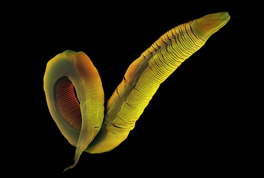 Image of c. elegans.