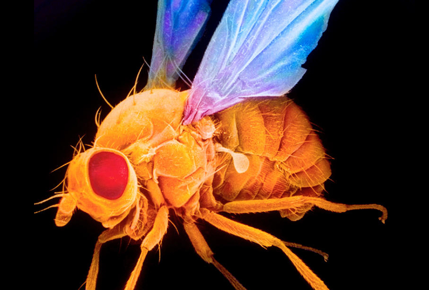 Image of a fruit fly.