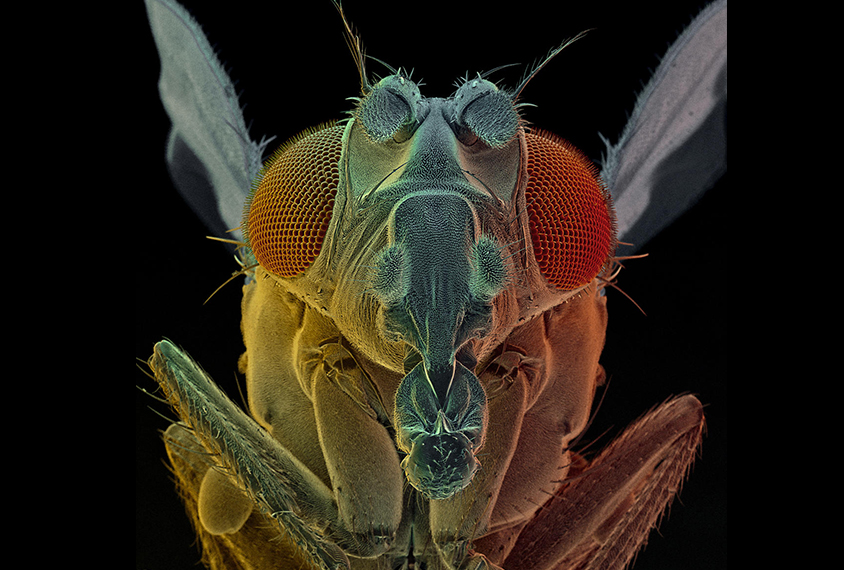 Research image of a fruit fly.