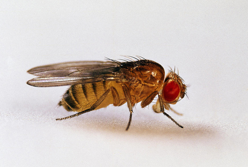 Close-up photograph of a fruit fly.