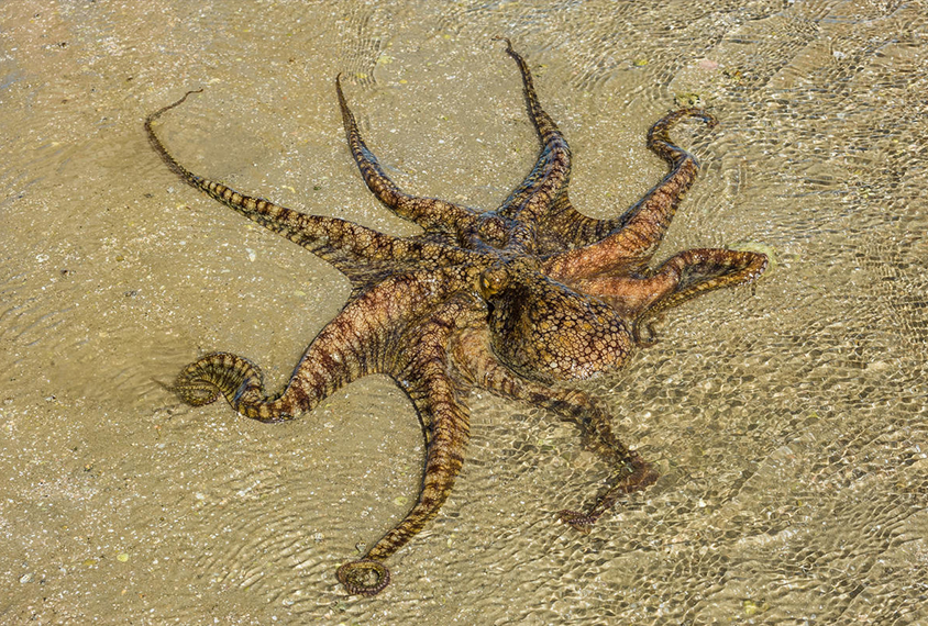 Octopus bimaculoides in sand and water.