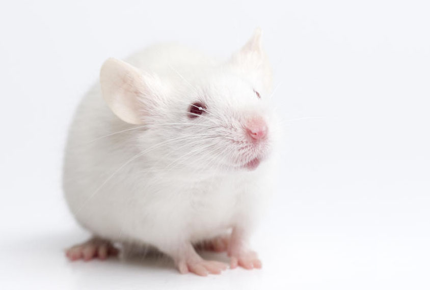 Photograph of a white lab mouse.