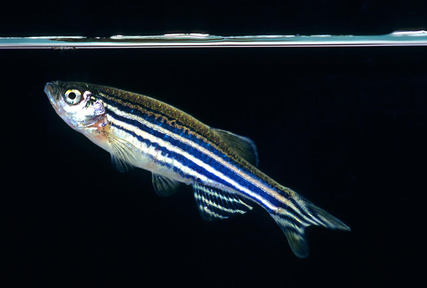 Image of a zebrafish.