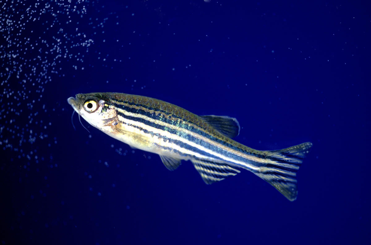 Photograph of a zebrafish.