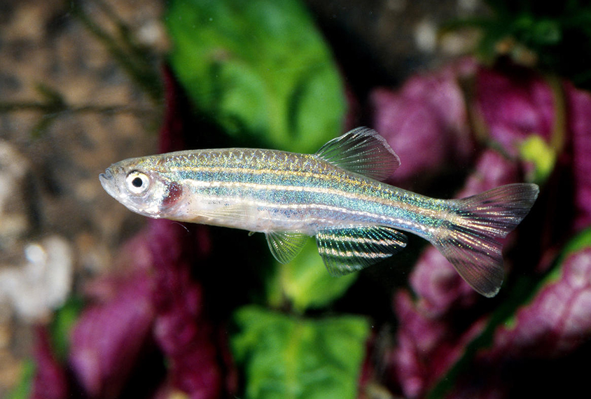 Photograph of a zebrafish.