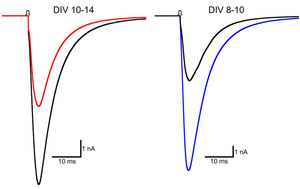  Size matters: There is a striking difference in the magnitude of excitatory post-synaptic current evoked from hippocampal neurons of the Rett syndrome mouse model (red) and the MeCP2 duplication mouse model (blue). The averaged current from normal mice is in black. (DIV=days in vitro)