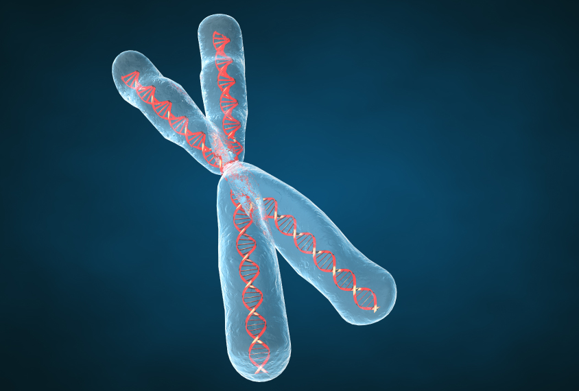 3d Chromosome with DNA visible inside