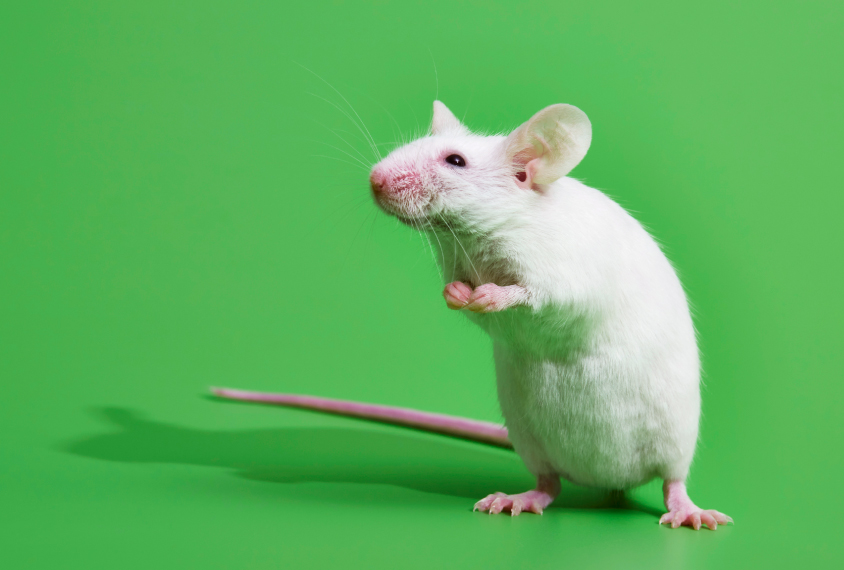 A white mouse stands on its hind legs against a green background.