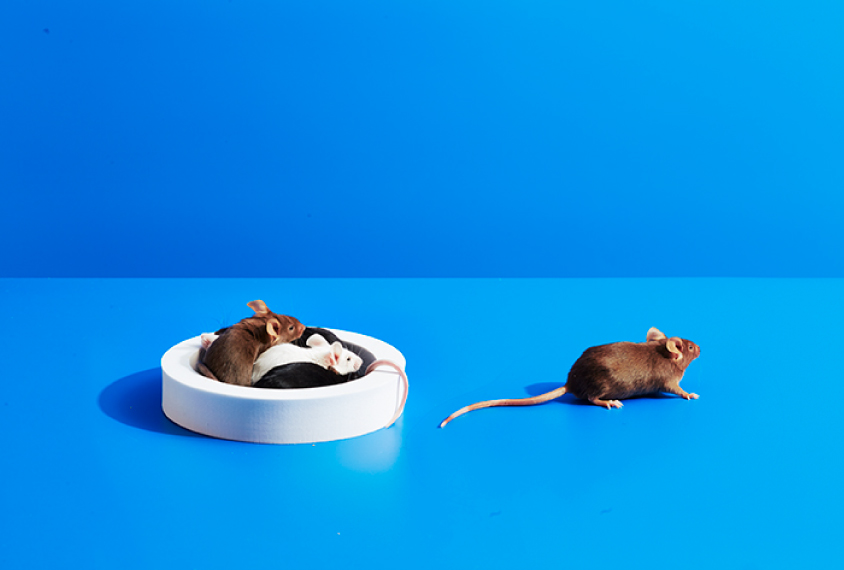 A small group of mice are inside a roll of tape, while a single mouse sits outside the roll of tape and faces away from the group.