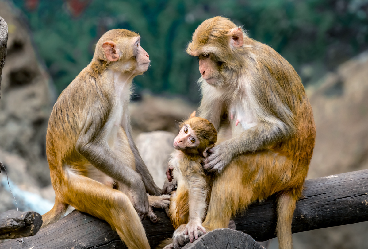 Photograph of three monkeys sitting on a tree branch.