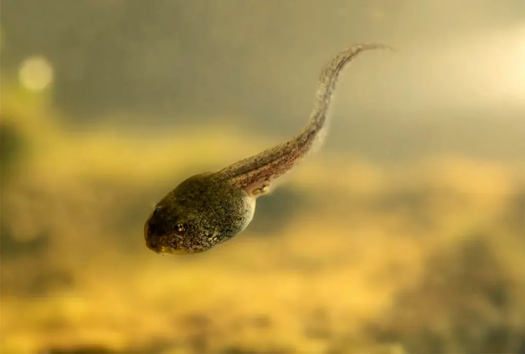 Photograph of a tadpole swimming.