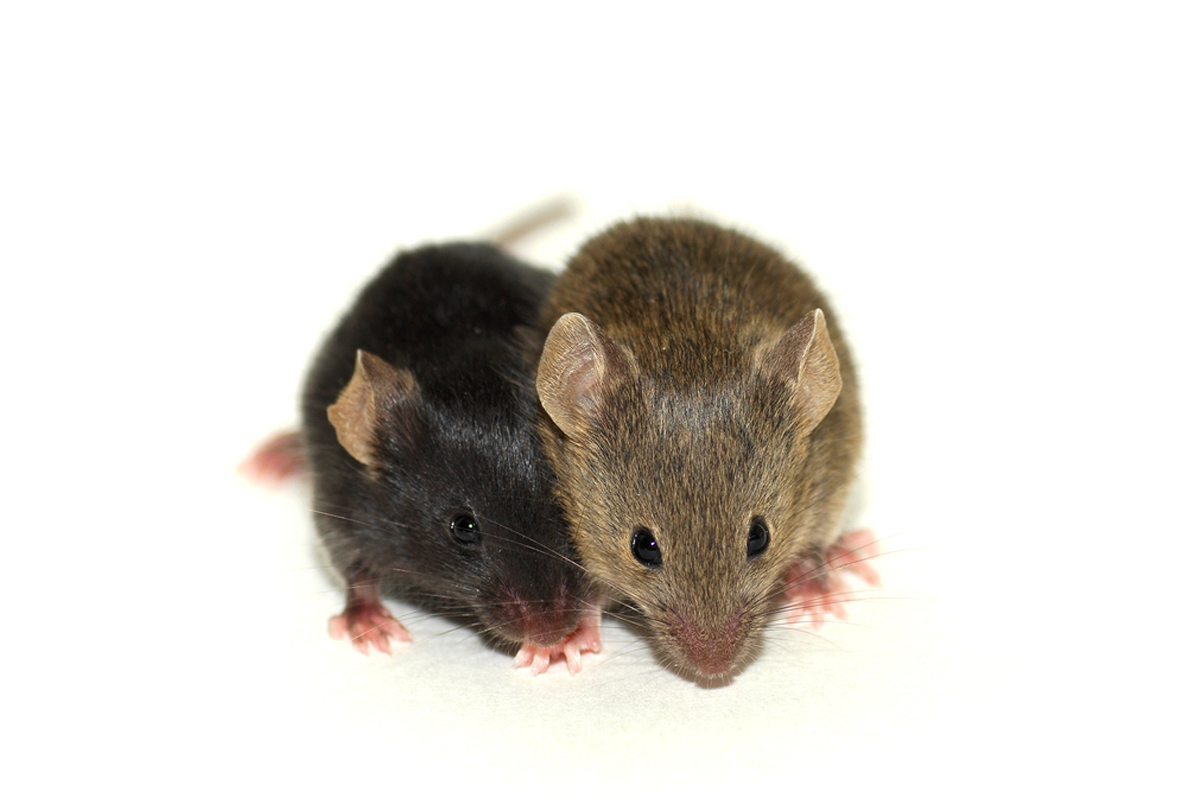 A black mouse and a brown mouse sit closely together.