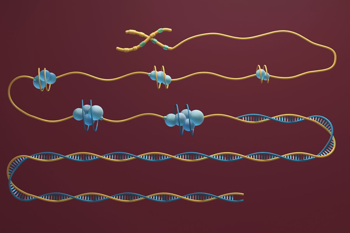 a chromosome unspools to become DNA