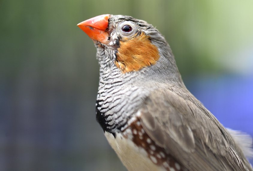 Photograph of a zebra finch with its head up in the air.