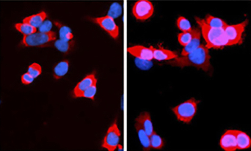 modified version of CRISPR enters the cell nucleus only after it receives a chemical cue