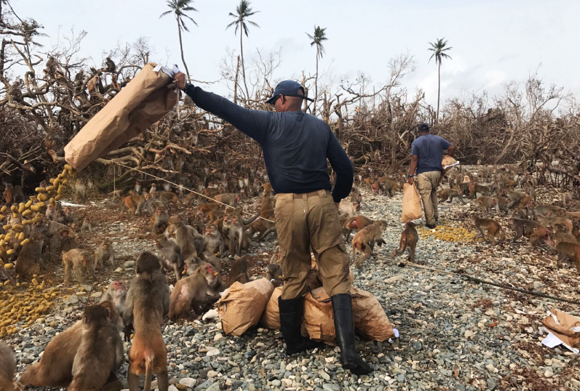 Julio Resto, lead caretaker on Cayo Santiago, dumps a bag of monkey chow. The storm leveled feeding corrals on the island.