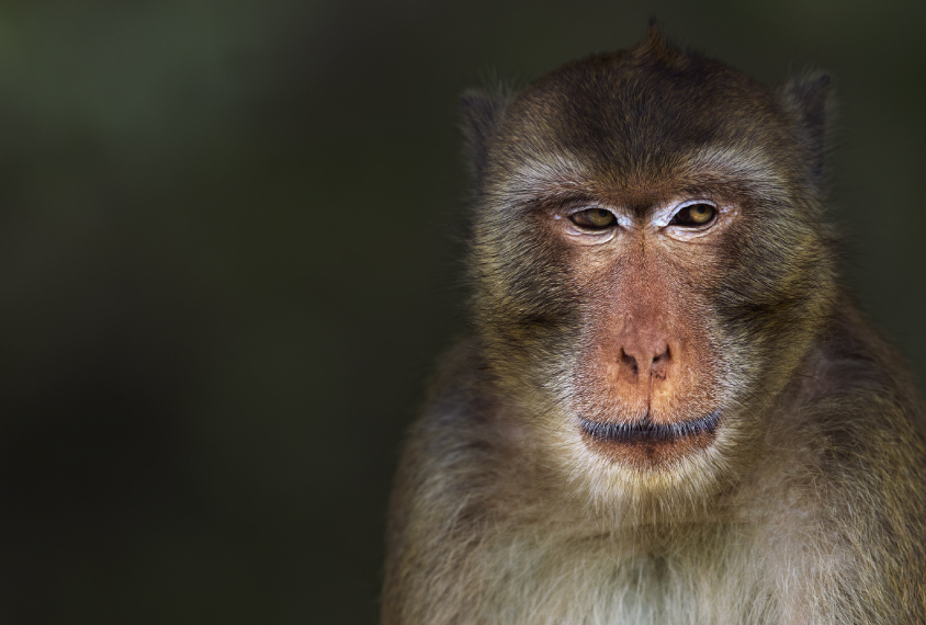 monkey portrait