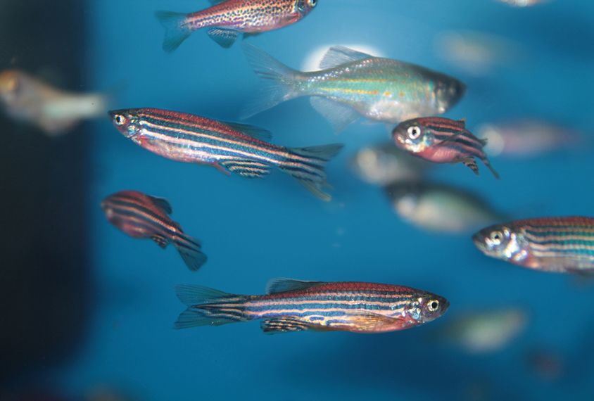 Zebrafish form large groups, called shoals,