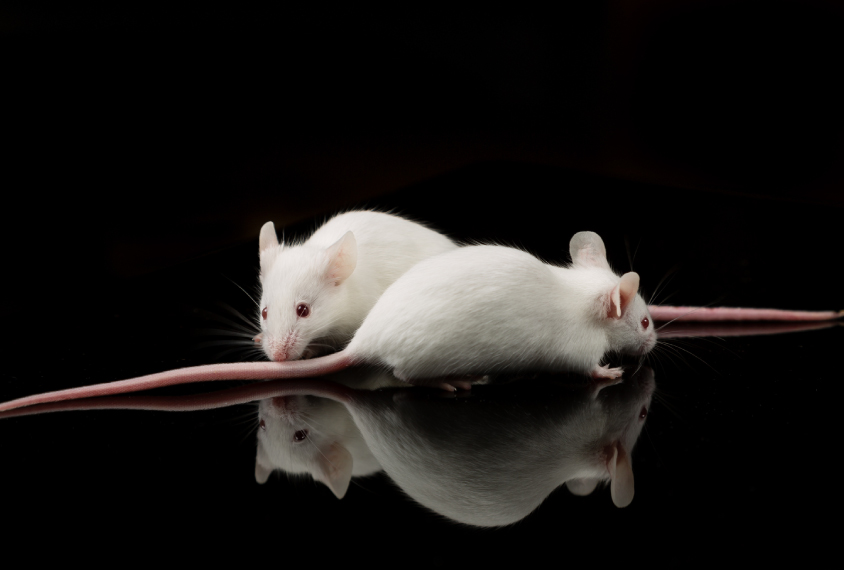 Photograph of two mice against a black background.