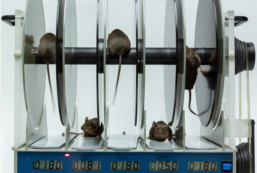 Mice in a lab test on a rotarod.