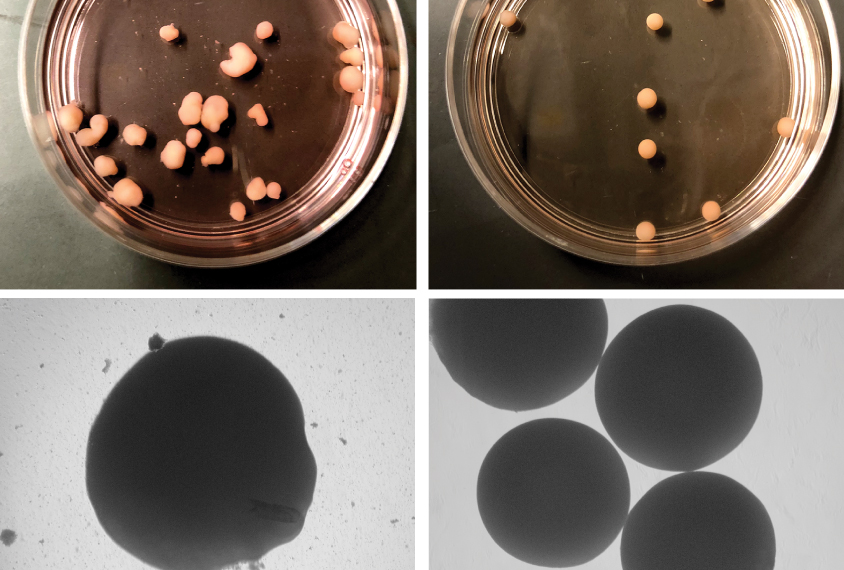 organoids in petri dishes