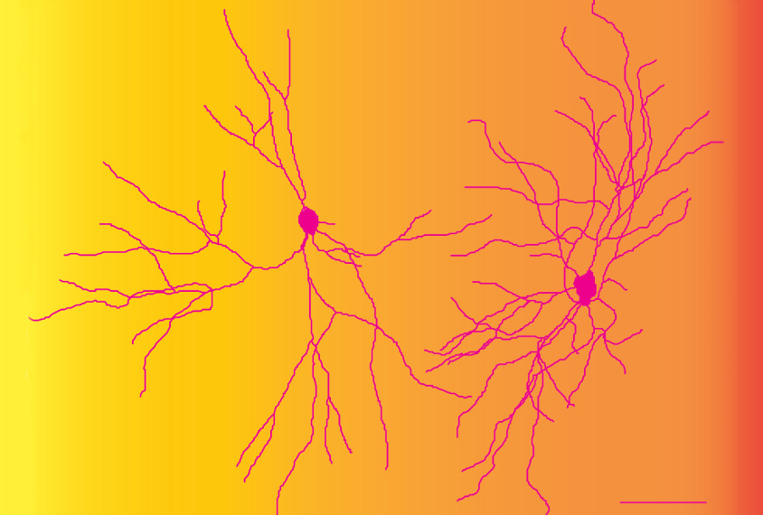 two neurons on yellow and orange background