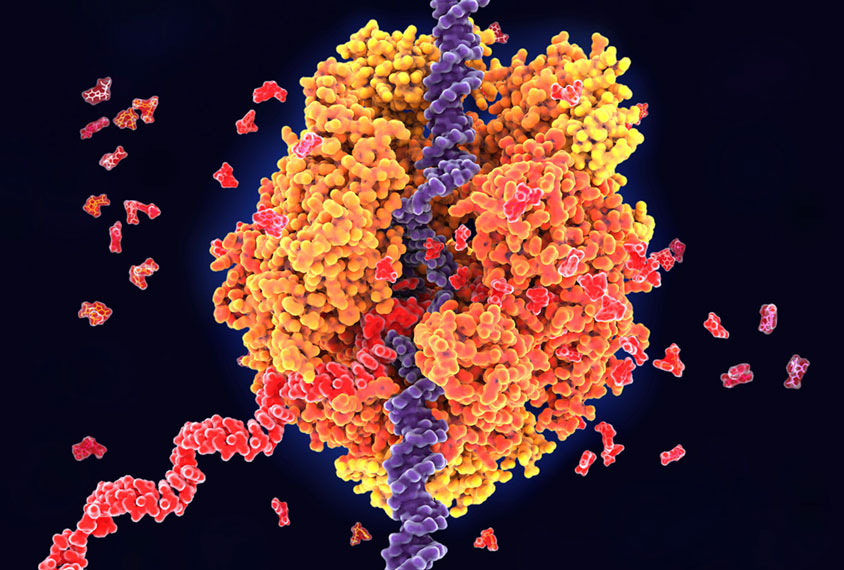 Proteins binding to RNA, illustration.