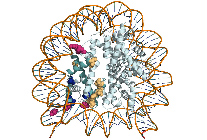 Molecular model of histone protein which wraps up DNA strands.