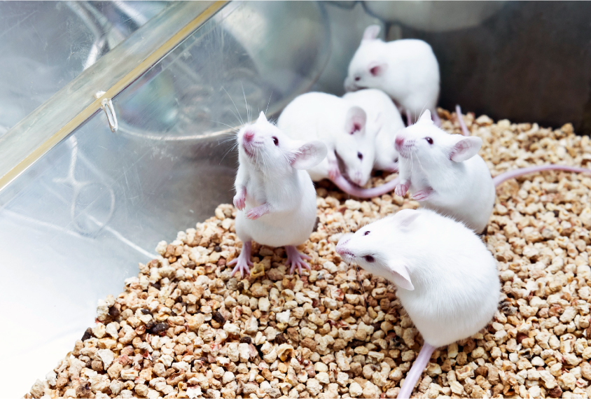 Lab mice in cage