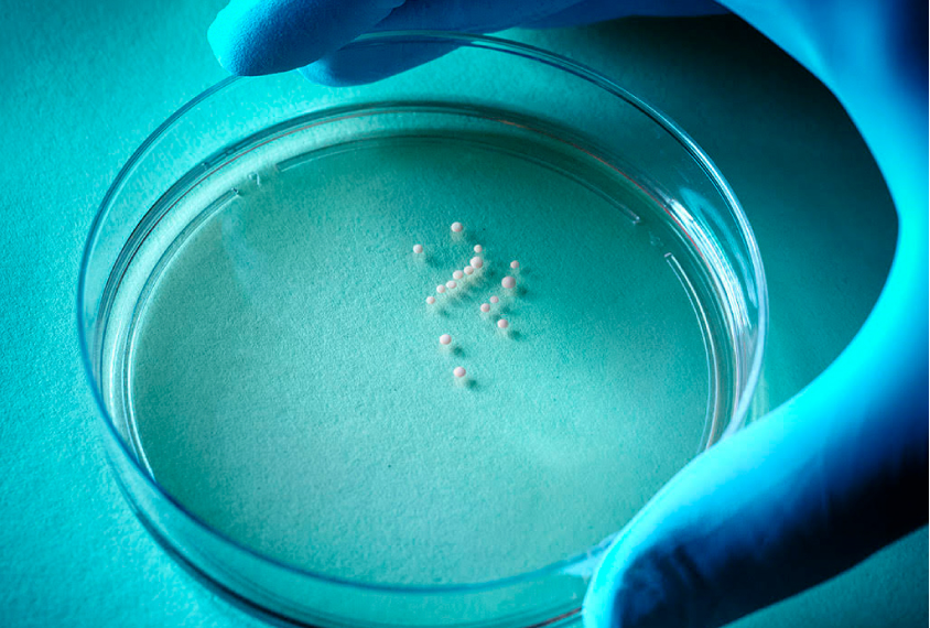 Tiny cortical organoids in petri dish