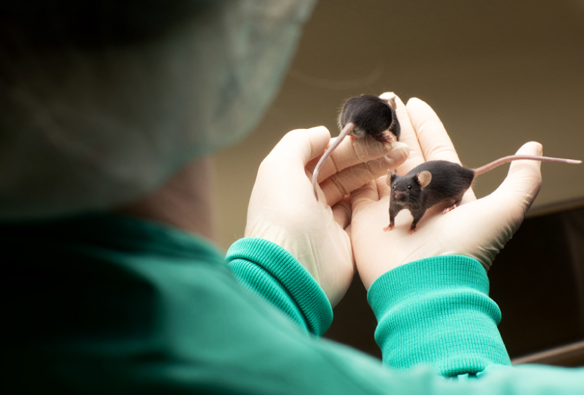 Brown lab mice being handled by researchers.