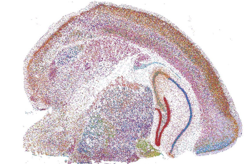 image shows slice of a mouse brain with genes highlighted