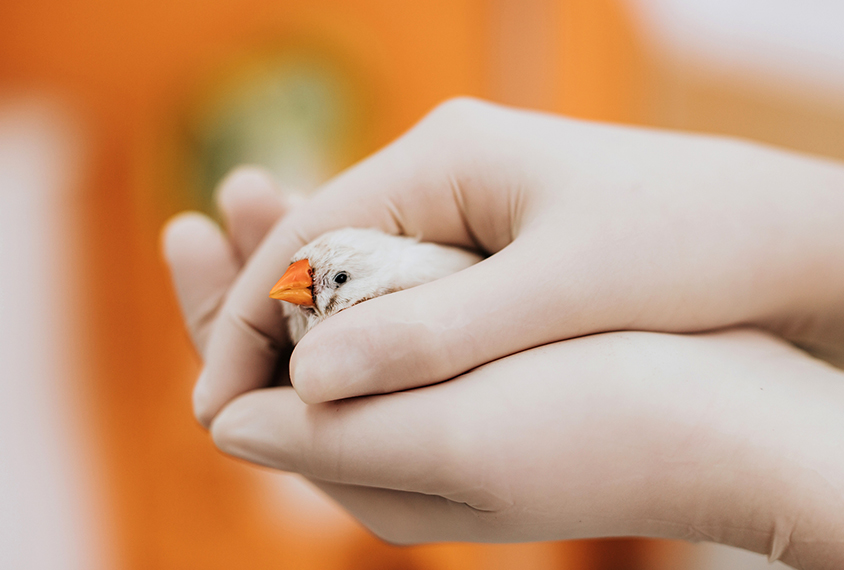 Photograph of a researcher holding a zebra finch.