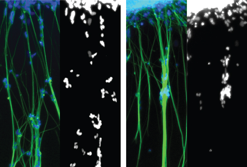 neurons in organoids