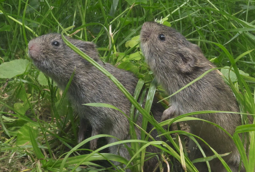 Photograph of two prairie voles in grass.