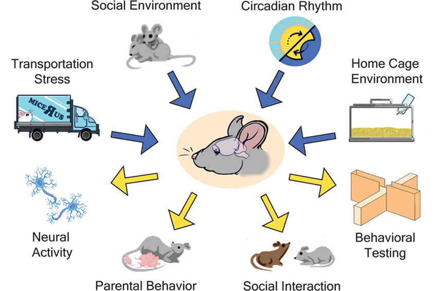 Diagram with mouse head, brain highlighted, in center with arrows pointing to and from an array of variables that may influence a lab animal's behavior. Examples include social environment, circadian rhythm, home cage environment, behavioral testing, social interaction, parental behavior, neural activity, transportation stress.