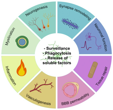 A diagram of various neuronal functions