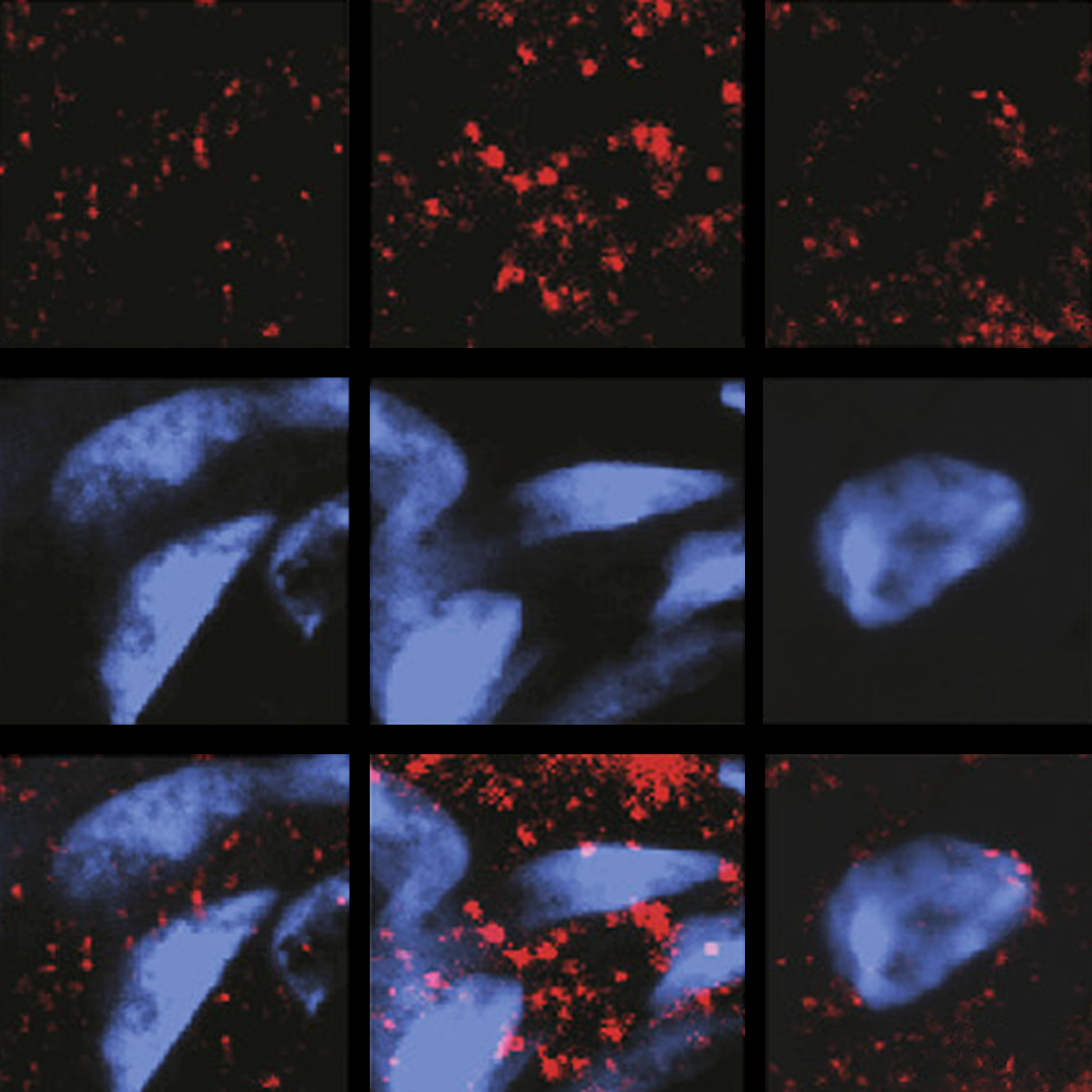 Cannabis compound rebalances signaling to quell seizures in mice