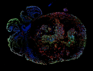An image of a monkey embryo 