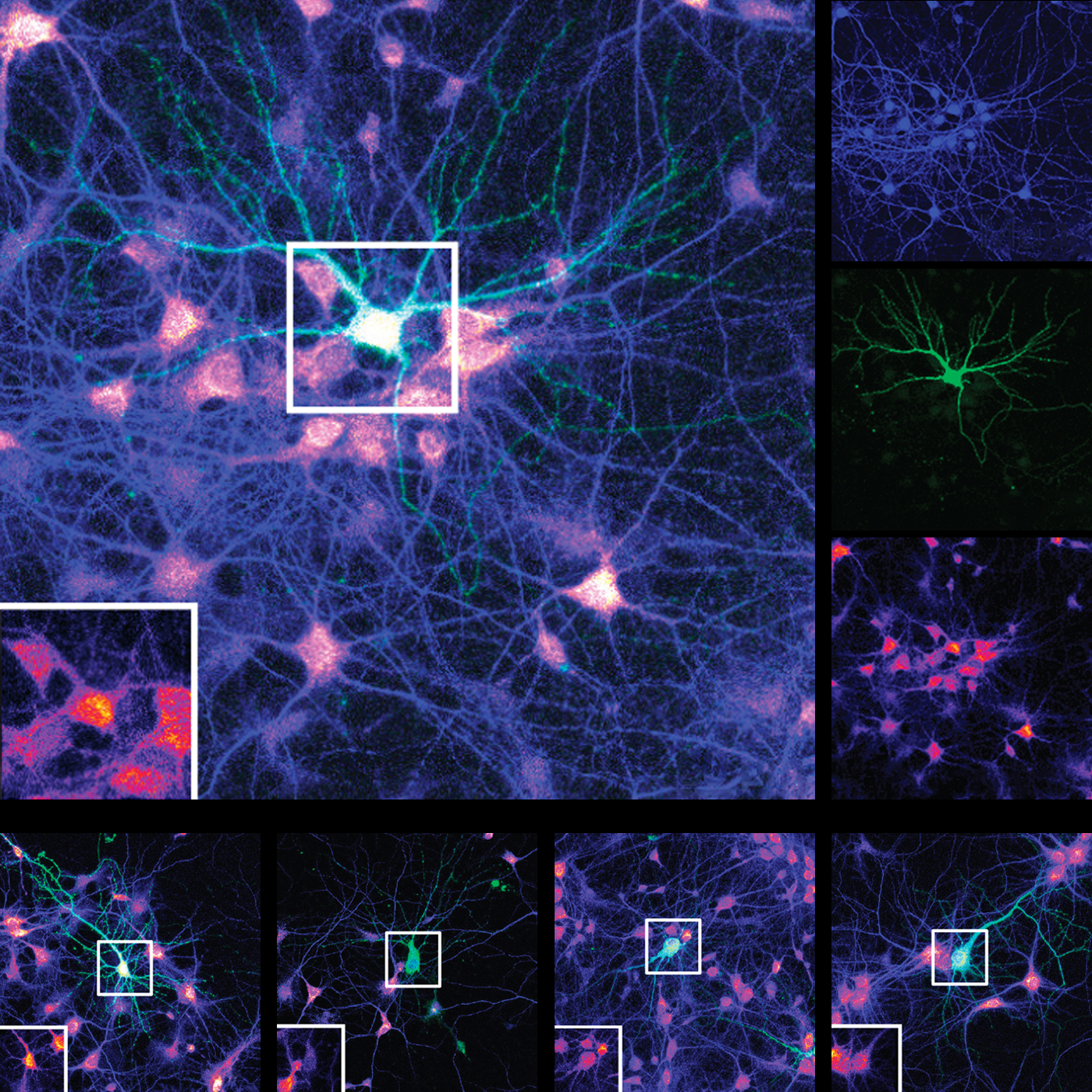 Mutations in multipurpose gene deal dendrites a double whammy