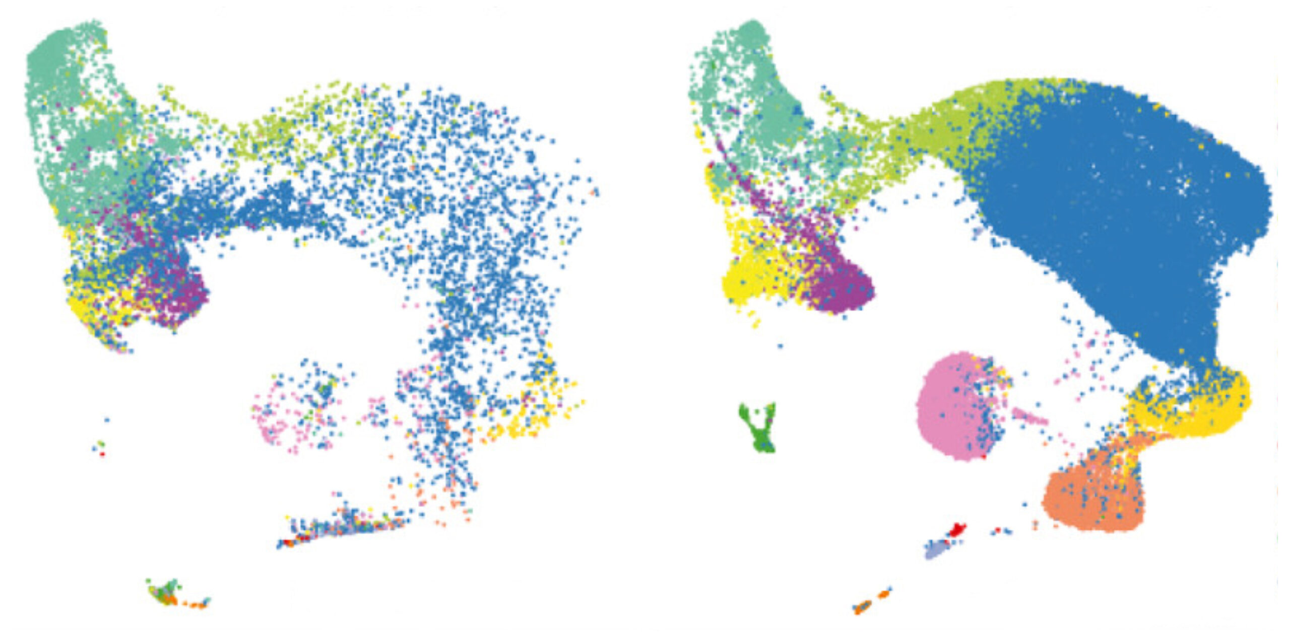 A research image of brain organoids