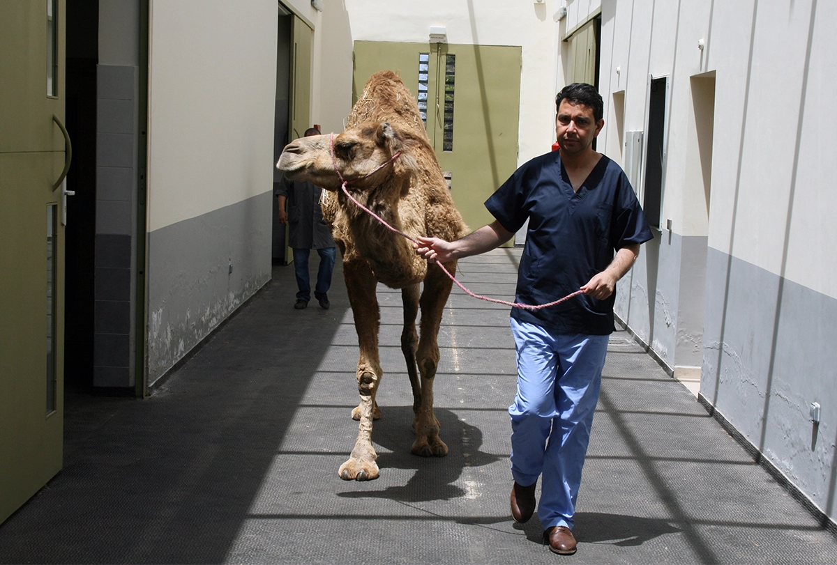 A man walks a dromedary camel down a hallway.