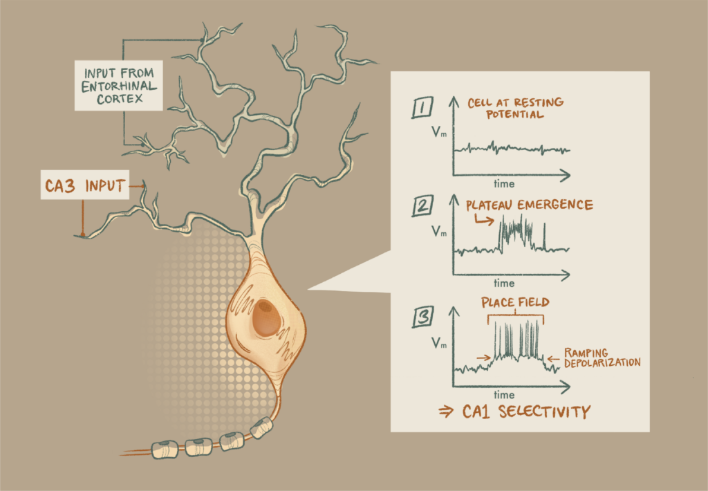 How to teach this paper: ‘Behavioral time scale synaptic plasticity ...