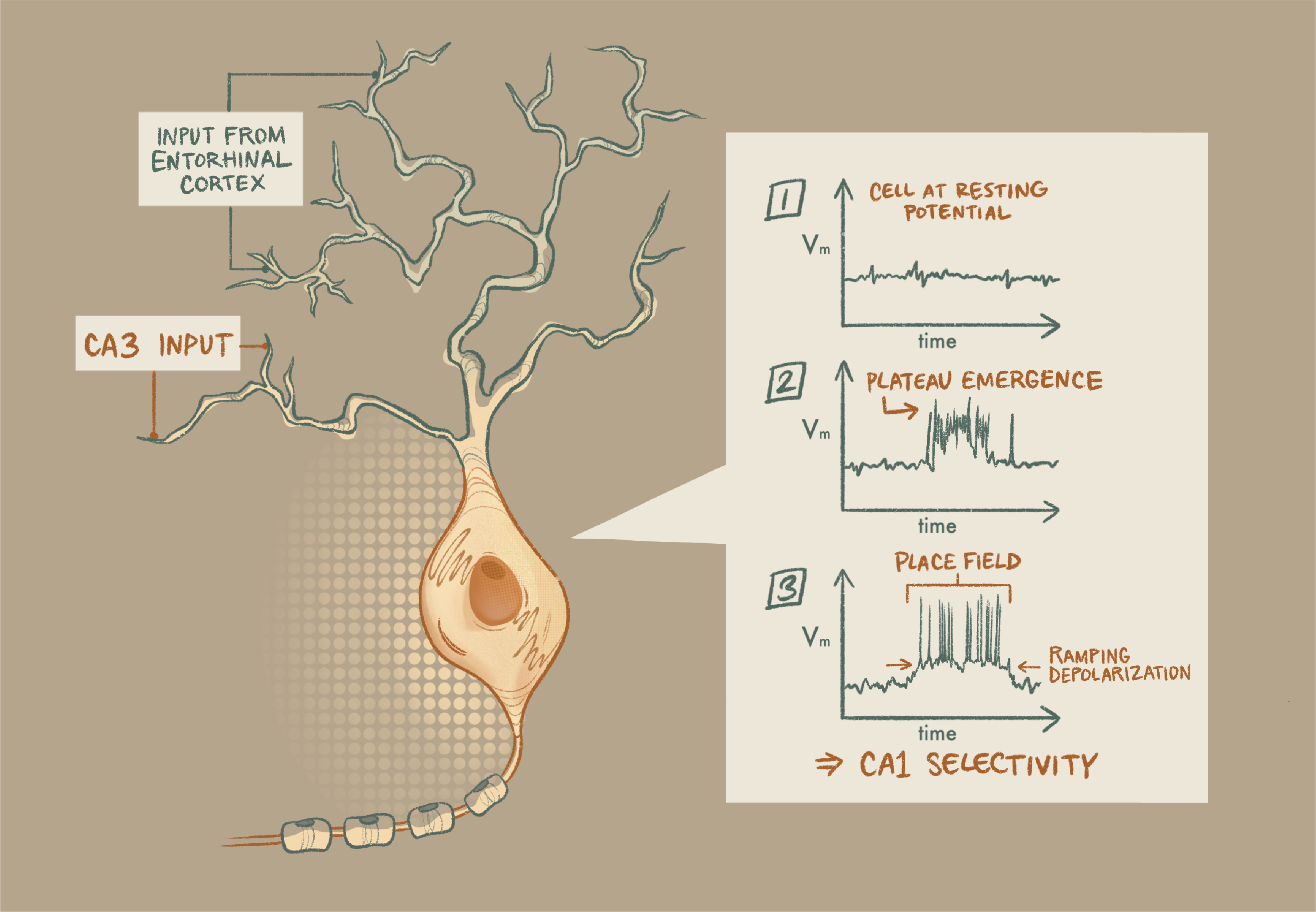 Infographic showing the plateau emergence and ramping depolarization that enables the development of place fields in CA1 neurons.