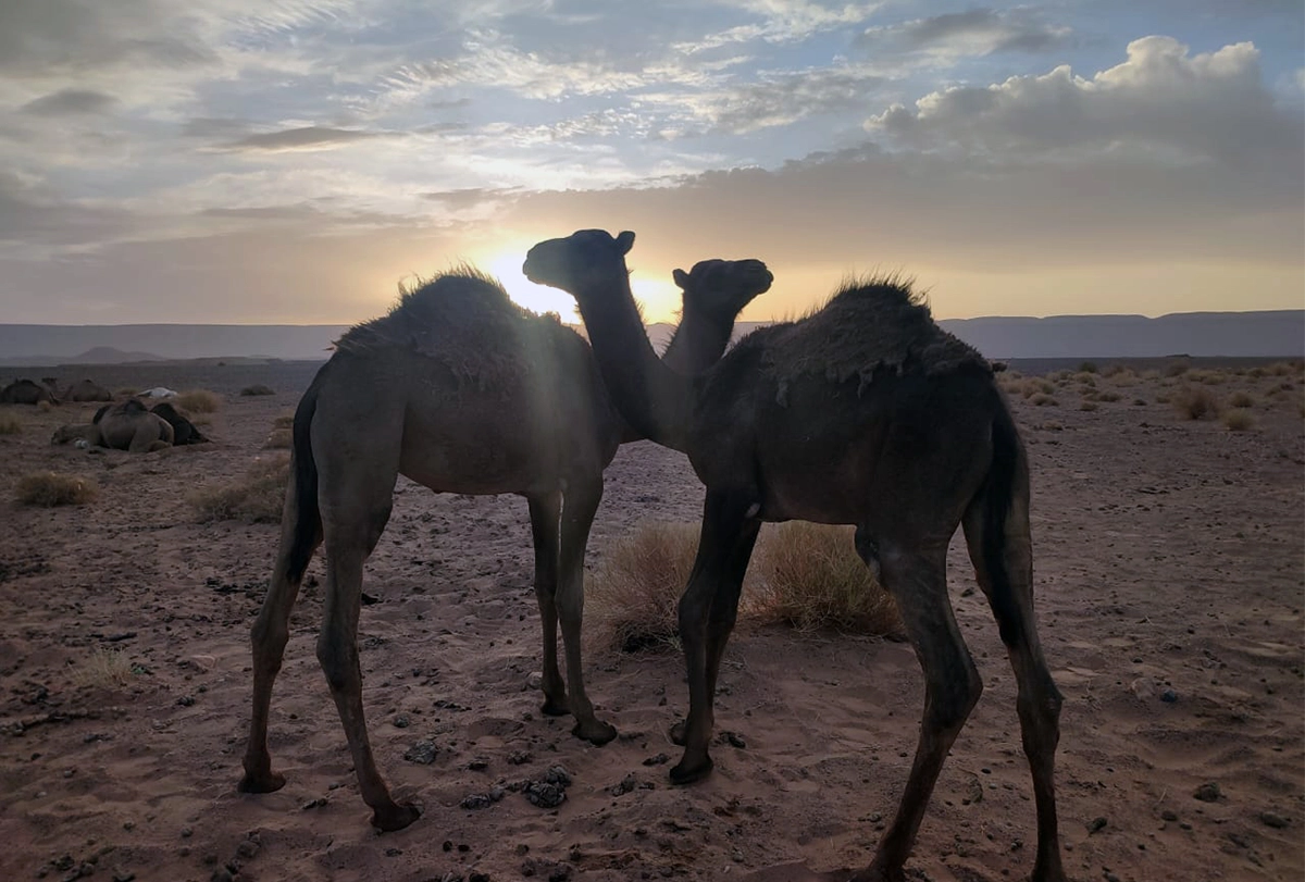 Two dromedary camels stand in the desert against fading light.