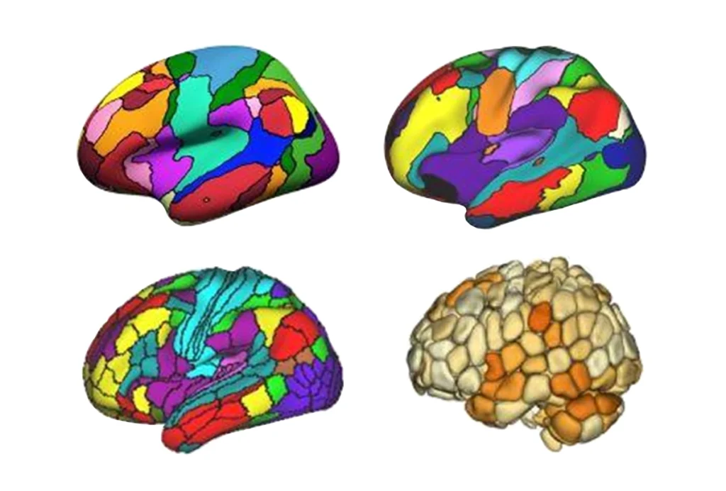 Research image of a variety of brain atlases.