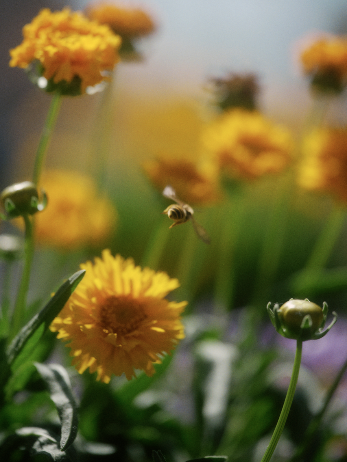 Photograph of a bee flying between deep-yellow flowers.