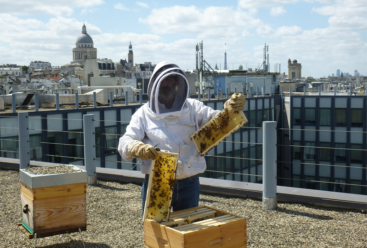 Photograph of one of Martin Miurfa's lab members tending beehives on a rooftop of the Sorbonne in Paris.